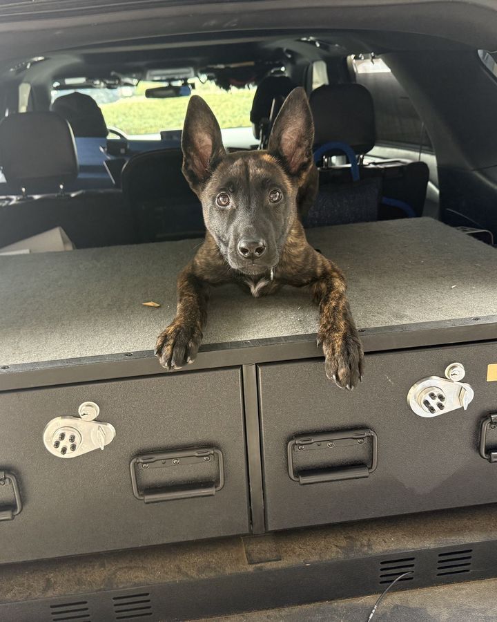 Fen as a young pup, resting his paws on the gear drawers in the back of Kyle's vehicle