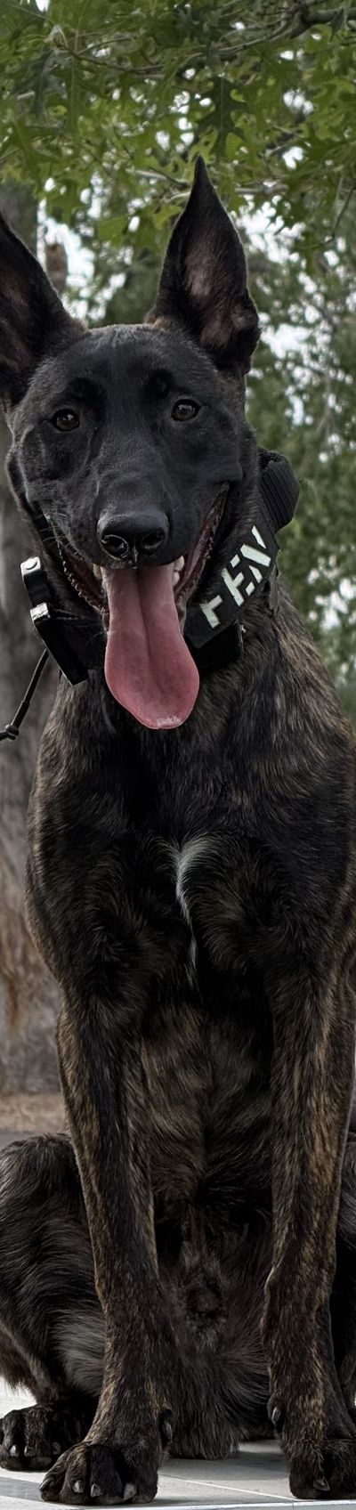 Fen, grown up, sitting tall outdoors in a collar with his name on it